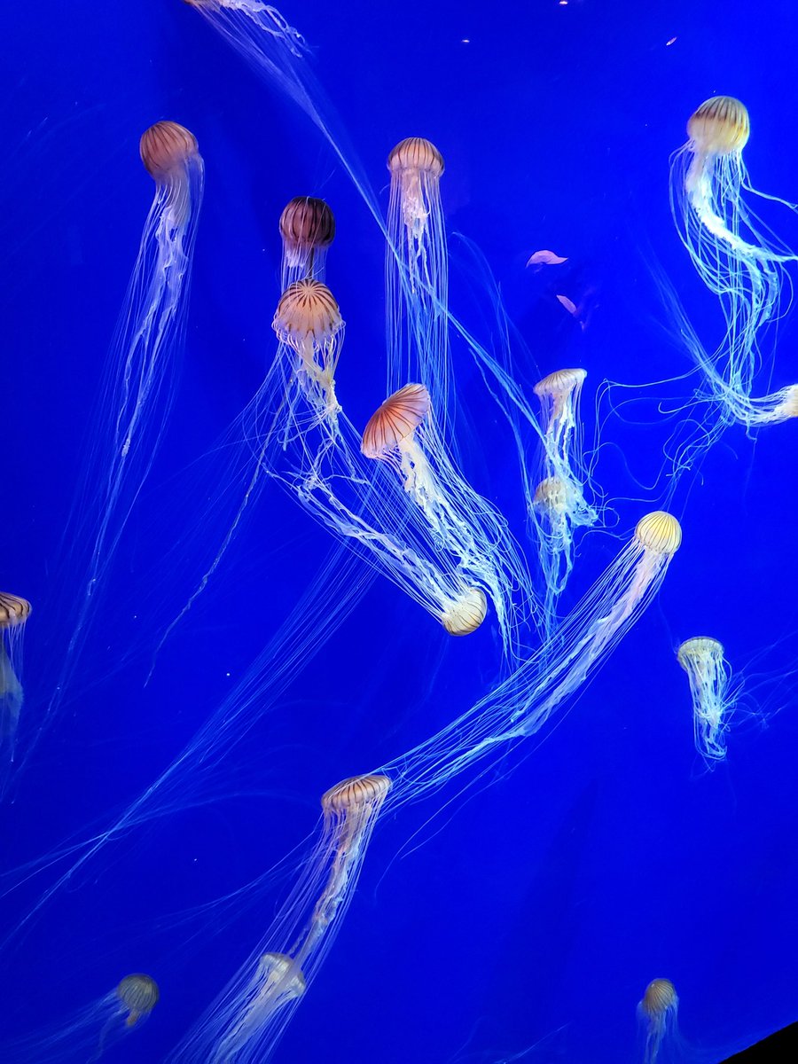 knightadora's tweet photo. Toss me to the jellies https://t.co/4LyG249FU1