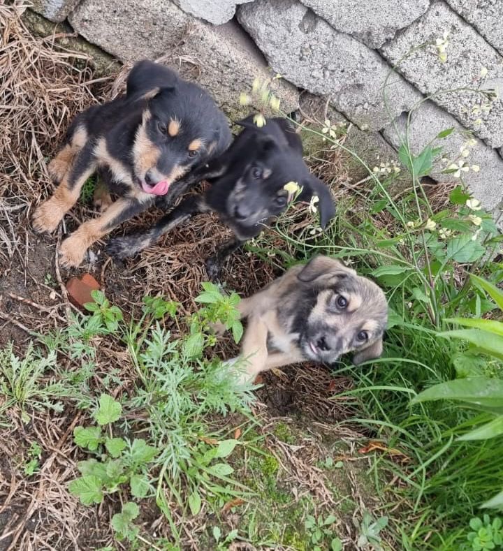 Alina_Gag's tweet photo. Alguien podría darle hogar temporal a alguna de estas 3 bebés? Estaban tiradas en el campo por ser hembras 💔

Son talla mediana chica y yo me comprometo a pagar el traslado, hacer sesión de fotos y difundir hasta que encuentren hogar https://t.co/RE3amDW95t