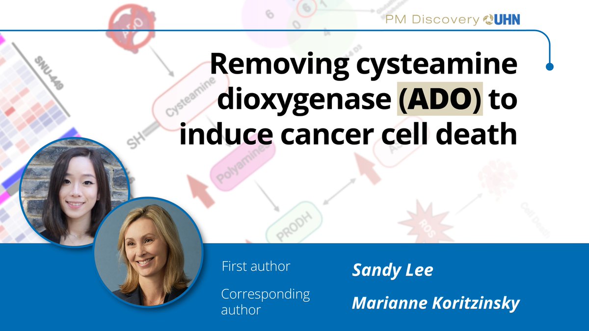 Princess Margaret Cancer Centre Research (@pmresearch_uhn) on Twitter photo Curbing cancer cells’ metabolism 🧫
A study led by Dr.<a href="/MKoritzinsky/">Marianne Koritzinsky</a> <a href="/UHN/">University Health Network</a> found that an enzyme, ADO, is critical to keep the balance between the production and elimination of reactive oxygen species in cancer cells, protecting them from oxidative stress.
science.org/doi/full/10.11… Curbing cancer cells’ metabolism 🧫
A study led by Dr.<a href="/MKoritzinsky/">Marianne Koritzinsky</a> <a href="/UHN/">University Health Network</a> found that an enzyme, ADO, is critical to keep the balance between the production and elimination of reactive oxygen species in cancer cells, protecting them from oxidative stress.
science.org/doi/full/10.11…