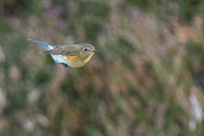 One of the two Red-flanked Bluetail at Utsira, 2th Oct. 2024

#utsira
#redflankedbluetail
#tarsigercyanurus