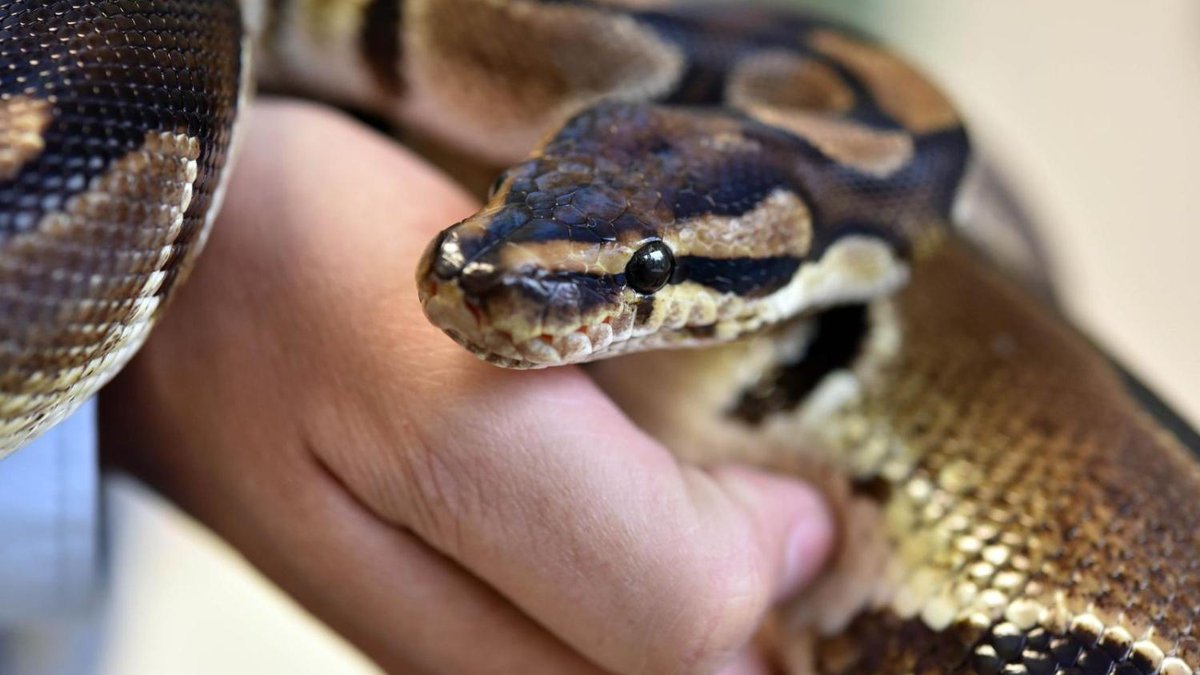 TLZnews's tweet image. In #Eisenach stoppt die @Polizei_Thuer einen Mann, der mit einer #Königspython in der Stadt unterwegs ist. Der 36-Jährige muss sich jetzt wegen #Tierquälerei verantworten: tlz.de/lokales/wartbu…