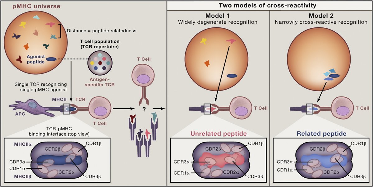 SaligramaLab's tweet photo. Continuing with my obsession -what is the #actual #extent of #crossreactivity for any particular #TCR, and is there a pattern to such #crossreactivity? Focusing in on #TCell #CrossReactivity: Cell https://t.co/MNrqb7A3tc https://t.co/lLYcFbFgac