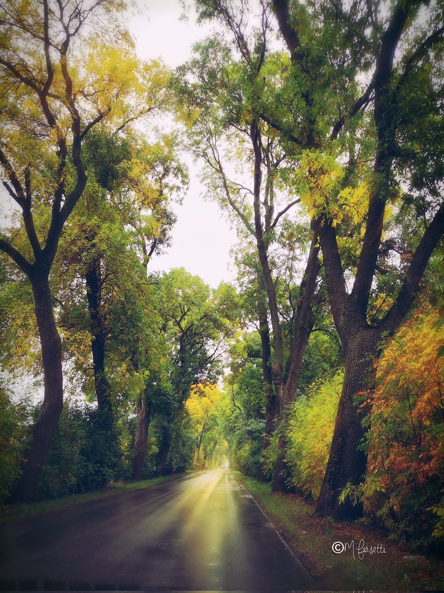 FarsettiM's tweet photo. Autunno
Jesień
#autumn #autunno #jesień #nature #trees #leaf #autumnleaves #road #outdoor #Poland #Polonia #Polska #Huawei #huaweiphotography #smartphonephoto https://t.co/eEIA4YeVZe
