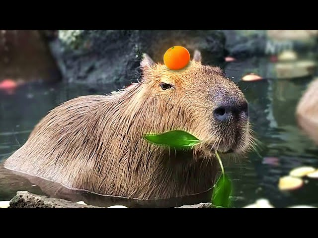 Capy Finance tweet media