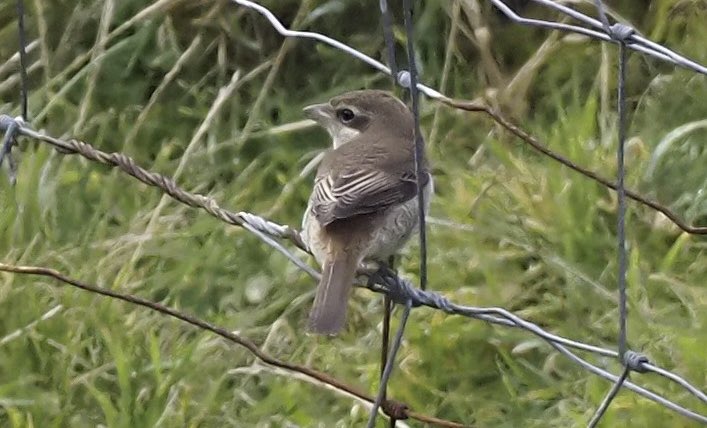 Kevin Kelly (@kevinkelkenny) on Twitter photo Left Fair Isle today. A tough few days with little to show for it with migration stalling. Yesterday the winds switched and brought birds. Personal highlights finding 2 rare shrikes in a day. Brown in the morning, and Daurian later, with <a href="/SteveArlow/">SteveArlow</a>. <a href="/FI_Obs/">Fair Isle Bird Observatory</a> <a href="/BirdGuides/">BirdGuides</a> Left Fair Isle today. A tough few days with little to show for it with migration stalling. Yesterday the winds switched and brought birds. Personal highlights finding 2 rare shrikes in a day. Brown in the morning, and Daurian later, with <a href="/SteveArlow/">SteveArlow</a>. <a href="/FI_Obs/">Fair Isle Bird Observatory</a> <a href="/BirdGuides/">BirdGuides</a>