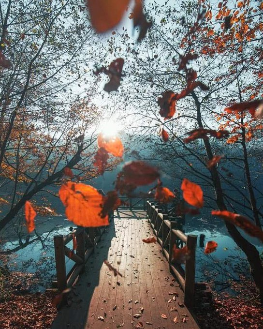 earthcurated's tweet photo. 🍂🍁 https://t.co/ovLgqh6quo