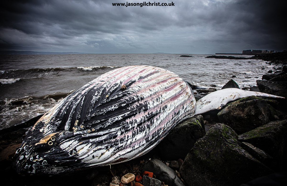 Jason Gilchrist (@jgilchrist13) on Twitter photo <a href="/strandings/">SMASS</a> <a href="/whalesorg/">Whale and Dolphin Conservation (WDC)</a> <a href="/labmammalgroup/">LaBMammalGroup</a> <a href="/Mammal_Society/">Mammal Society</a> <a href="/NatureScotSouth/">NatureScotSouth</a> <a href="/NatureScot/">NatureScot</a> <a href="/Britnatureguide/">The British Nature Guide</a> <a href="/NatureUK/">NatureUK</a> <a href="/ScotsMagazine/">ScotsMagazine</a> <a href="/Scotland/">Brand Scotland 🏴</a> Yesterday, I met a dead whale.
Humpback whale.
Megaptera novaeangliae.
Subadult ♂️.
Beached.
Silverknowes, Edinburgh, Scotland.
On Firth Of Forth.
The scale of this marine mammal.
#DeadWhale #HumpbackWhale #Megapteranovaeangliae #whale #cetacean #stranding #Edinburgh #Scotland <a href="/strandings/">SMASS</a> <a href="/whalesorg/">Whale and Dolphin Conservation (WDC)</a> <a href="/labmammalgroup/">LaBMammalGroup</a> <a href="/Mammal_Society/">Mammal Society</a> <a href="/NatureScotSouth/">NatureScotSouth</a> <a href="/NatureScot/">NatureScot</a> <a href="/Britnatureguide/">The British Nature Guide</a> <a href="/NatureUK/">NatureUK</a> <a href="/ScotsMagazine/">ScotsMagazine</a> <a href="/Scotland/">Brand Scotland 🏴</a> Yesterday, I met a dead whale.
Humpback whale.
Megaptera novaeangliae.
Subadult ♂️.
Beached.
Silverknowes, Edinburgh, Scotland.
On Firth Of Forth.
The scale of this marine mammal.
#DeadWhale #HumpbackWhale #Megapteranovaeangliae #whale #cetacean #stranding #Edinburgh #Scotland
