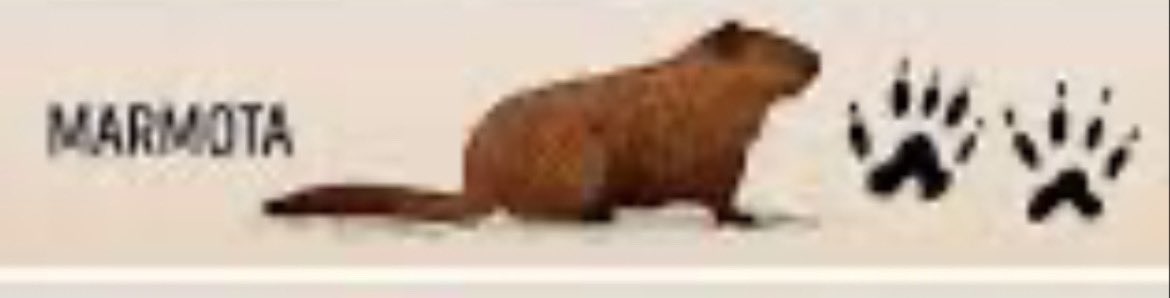 perpefix's tweet photo. @Pablo_L_B @Meteonavarra_ @Navarrameteo @AEMET_Navarra Parece que una huella tiene 5 dedos y otra 4. La marmota las tiene así. https://t.co/uMAFTqMEtj