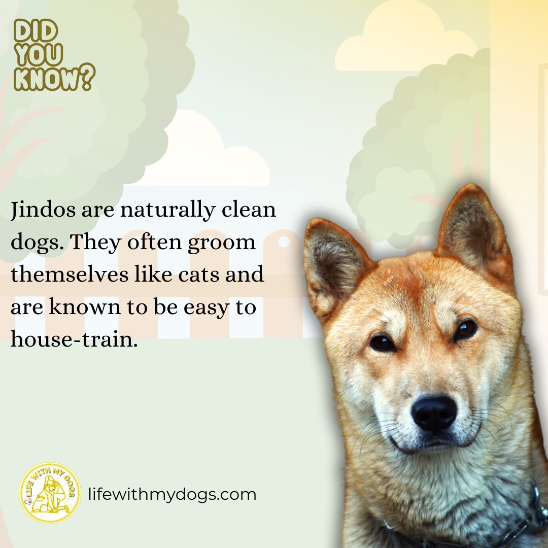 LifeWithMyDogs9's tweet image. Naturally clean and self-grooming, Jindos make house-training a breeze! 🐶💡Discover more dog information, visit lifewithmydogs.com/?utm_campaign=…  #CleanAndSmart #JindoLife #HouseTrainedPup