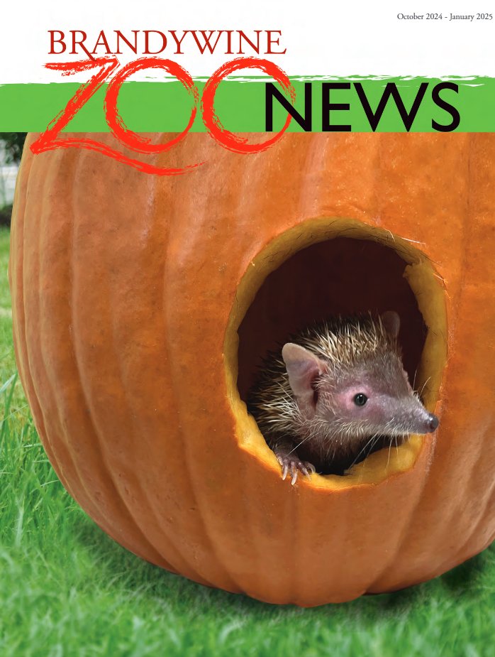 📰Check out our latest issue of Zoo News. Read about tenrecs, butterfly research, and more! 🦋
Brandywine Zoo members, look out for a printed copy in your mailbox soon! 📬
brandywinezoo.org/zoo-news-oct-2…