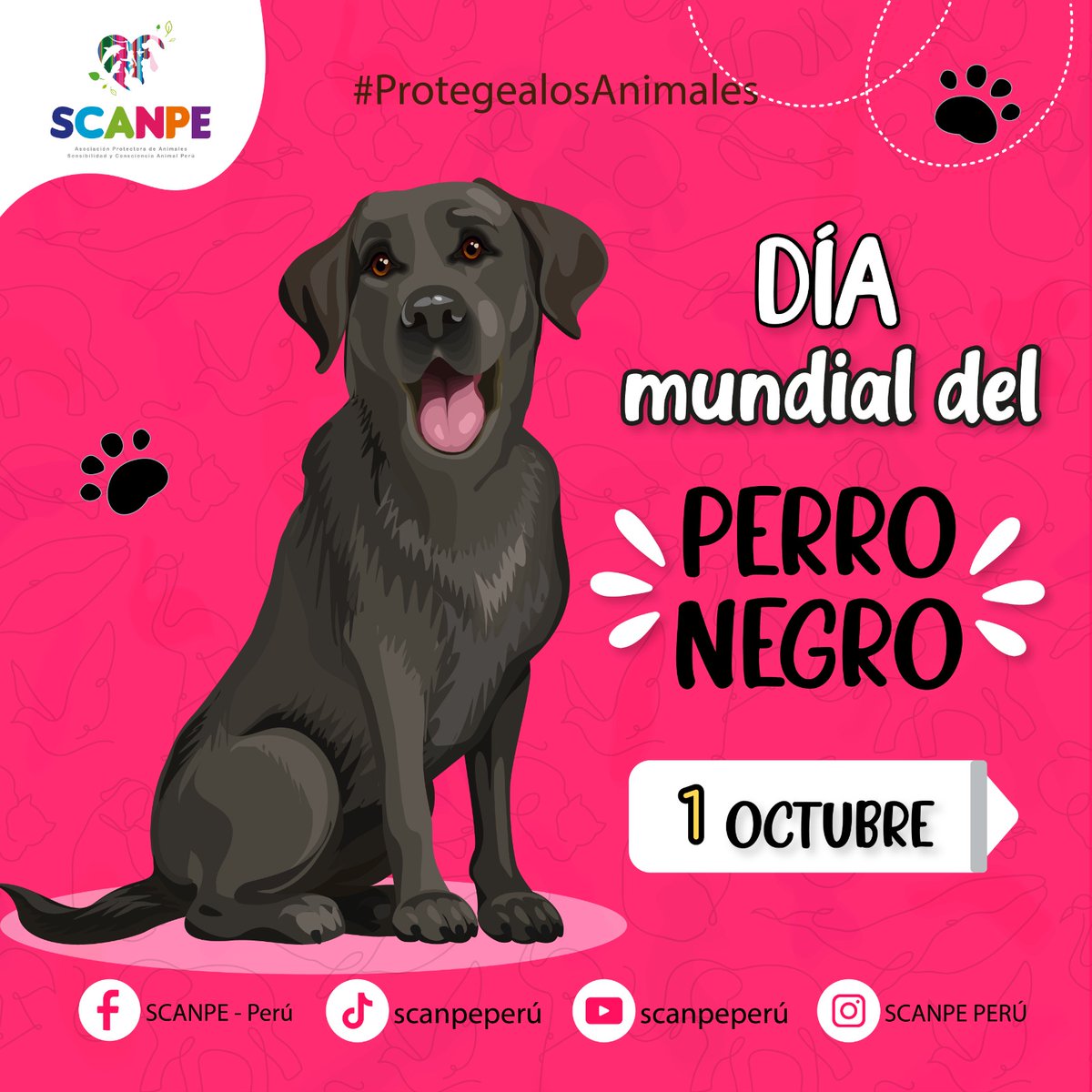 PeruScanpe's tweet photo. 📣📣🔴🔴DÍA MUNDIAL DEL PERRO NEGRO 🐾
Sabías que es menos probable que la gente adopte perros negros en los refugios por su color?
https://t.co/EZxvYGpFlz https://t.co/1MnwkDTjhh