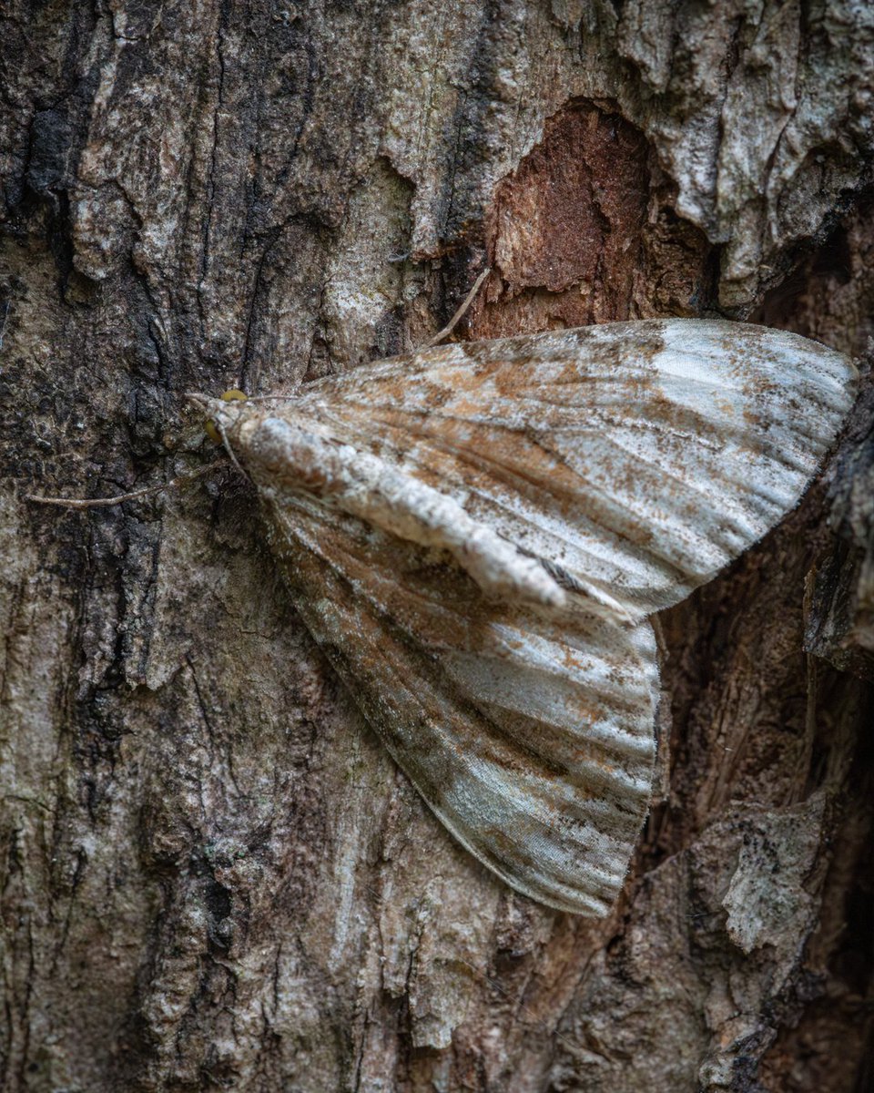 When you're searching for mushrooms and look up to find what might be a Dark Marbled Carpet perfectly camouflaged against the trunk of an oak tree 🇸🇪💛 

#InsectThursday #MothsMatter #moth #insects #macro #wildlife #naturelovers #nature #NatureBeauty #wildlifephotography