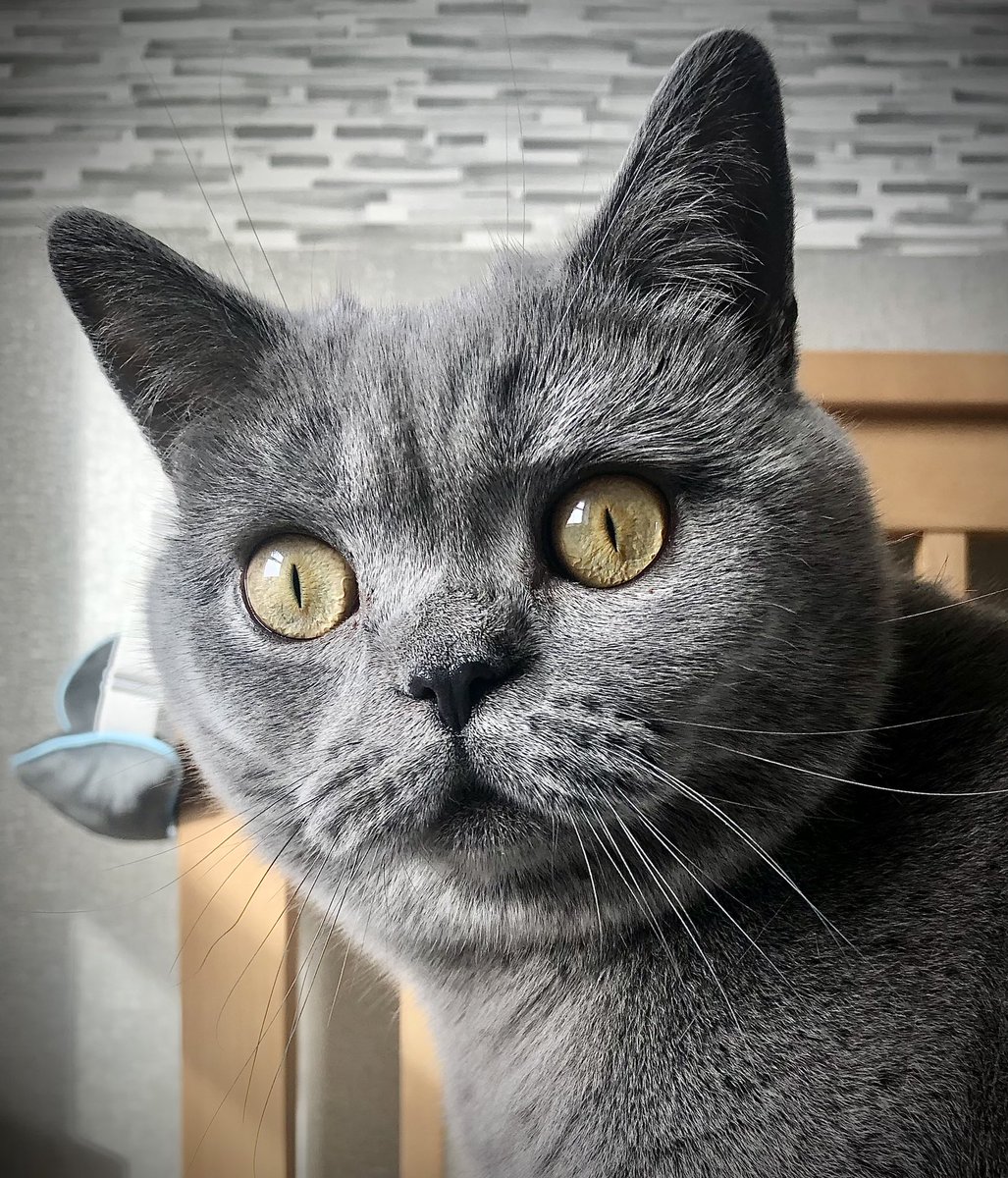 Proseccosau's tweet photo. @heterodorx Happy Birthday to the very handsome Mr Harley from me and Buddy 🥳🎂🎈 https://t.co/Rxm3haG9La
