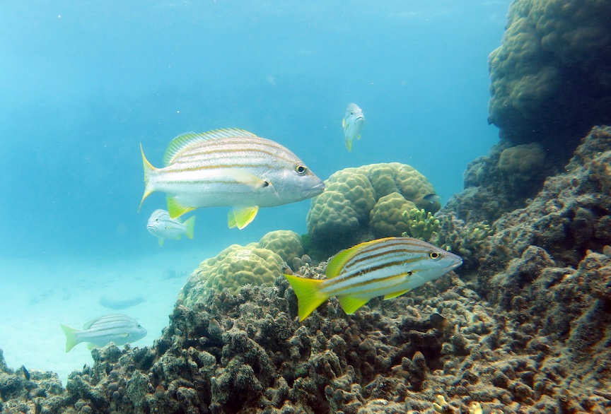 James Cook Uni (@jcu) on Twitter photo 🐟The fate of a popular fish found on the Great Barrier Reef could be in jeopardy, with a new JCU study highlighting the impact of marine heatwaves on the Spanish Flag Snapper. <a href="/ShannonJMcMahon/">Shannon McMahon</a> <a href="/DrJDonel/">Jenni Donelson</a>
Full story📑👉shorturl.at/xi3JU 🐟The fate of a popular fish found on the Great Barrier Reef could be in jeopardy, with a new JCU study highlighting the impact of marine heatwaves on the Spanish Flag Snapper. <a href="/ShannonJMcMahon/">Shannon McMahon</a> <a href="/DrJDonel/">Jenni Donelson</a>
Full story📑👉shorturl.at/xi3JU