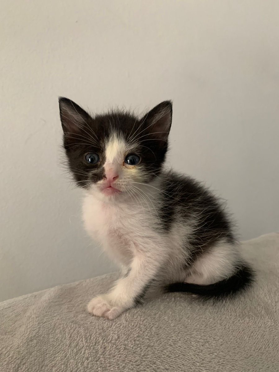 patitasdelsurr's tweet photo. PERSIA 🤍
Es una gatita de 40 días, esta aprendiendo a hacer sus necesidades en las piedritas, avisa cuando tiene ganas.
Es muy dormilona y esta constantemente buscando tu compañia, no le gusta mucho estar solita. Ama los mimos y estar en brazos, es una bebita muy cariñosa🩷 https://t.co/EBEvIK2aQZ