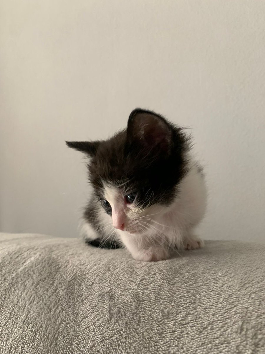 PERSIA 🤍
Es una gatita de 40 días, esta aprendiendo a hacer sus necesidades en las piedritas, avisa cuando tiene ganas.
Es muy dormilona y esta constantemente buscando tu compañia, no le gusta mucho estar solita. Ama los mimos y estar en brazos, es una bebita muy cariñosa🩷