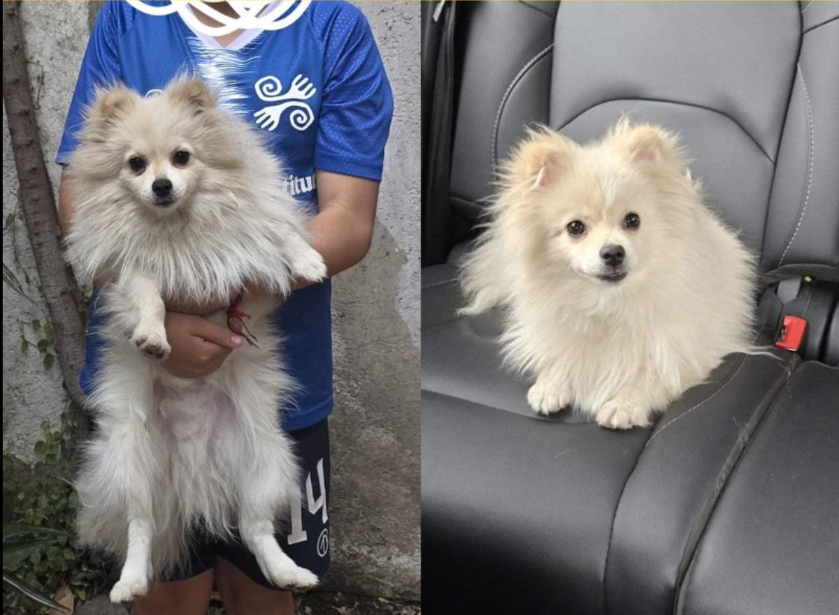 📷 Se extravió el 01-oct. Cerro del Chapulin y Cerro Carbonera, Col. Campestre Churubusco #Coyoacan #CDMX📷 #mascota #PERDIDA #ayuda juguetón y trae un collar verde.
📷 Si le ven favor de resguardar y llamar 5543866787