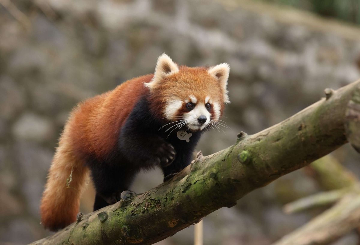 DailyRedPandas's tweet photo. https://t.co/4aOx0OzHg9
