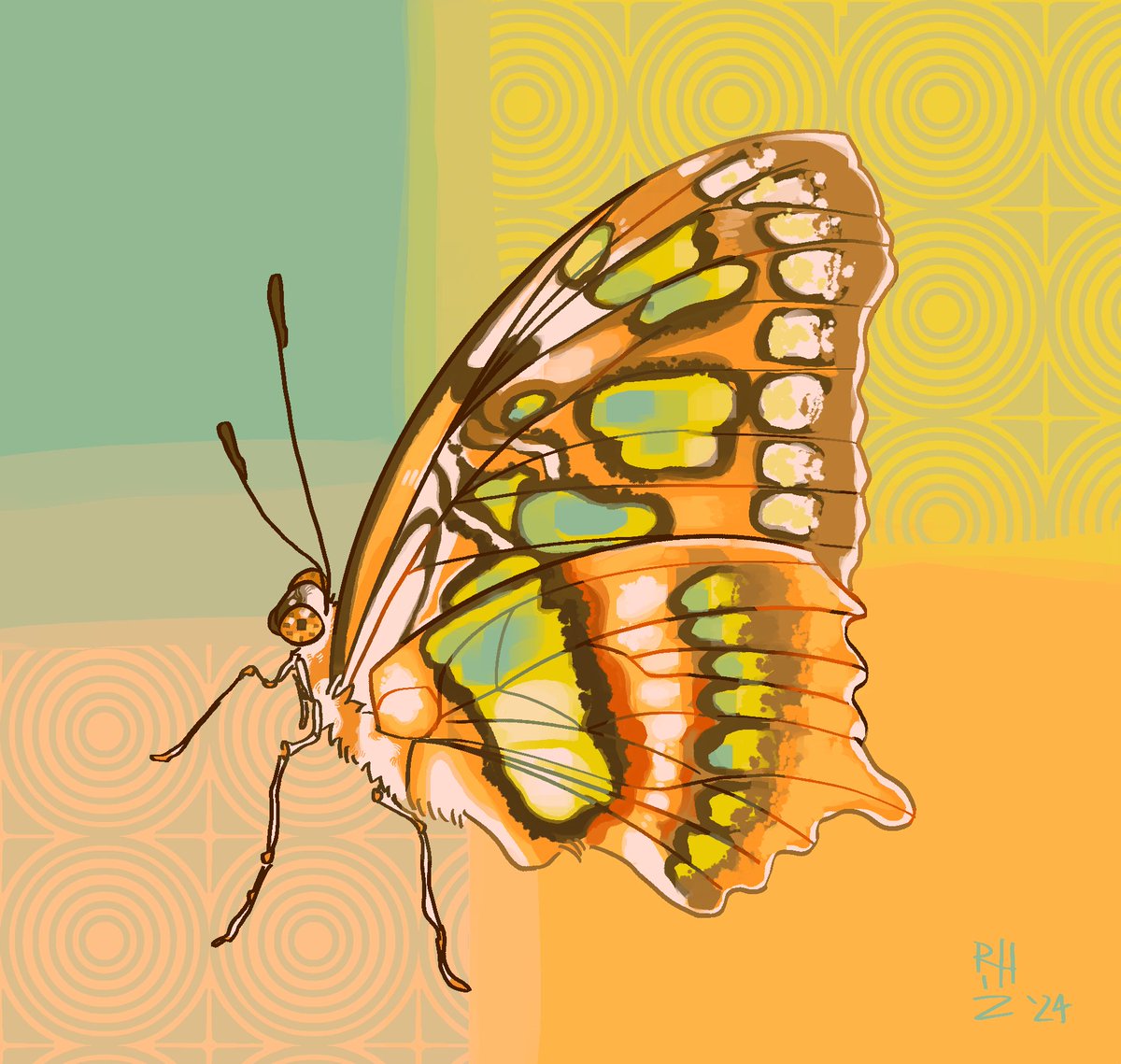 day 2 of #Invertober used my own ref photo I took of a malachite butterfly 🦋