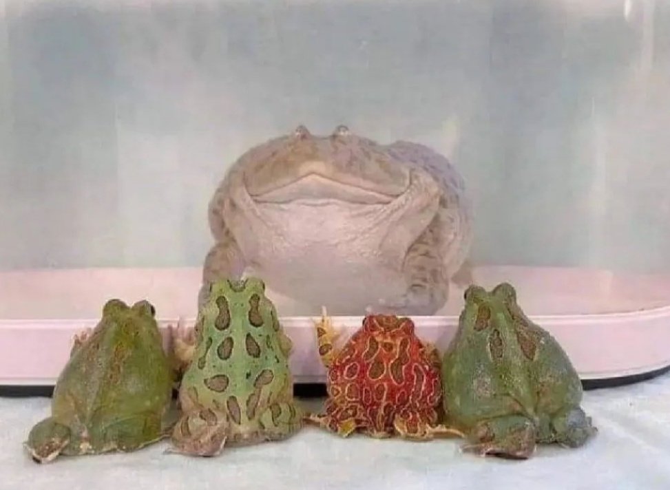 No Context Frogs (@nocontextfrogs) on Twitter photo 