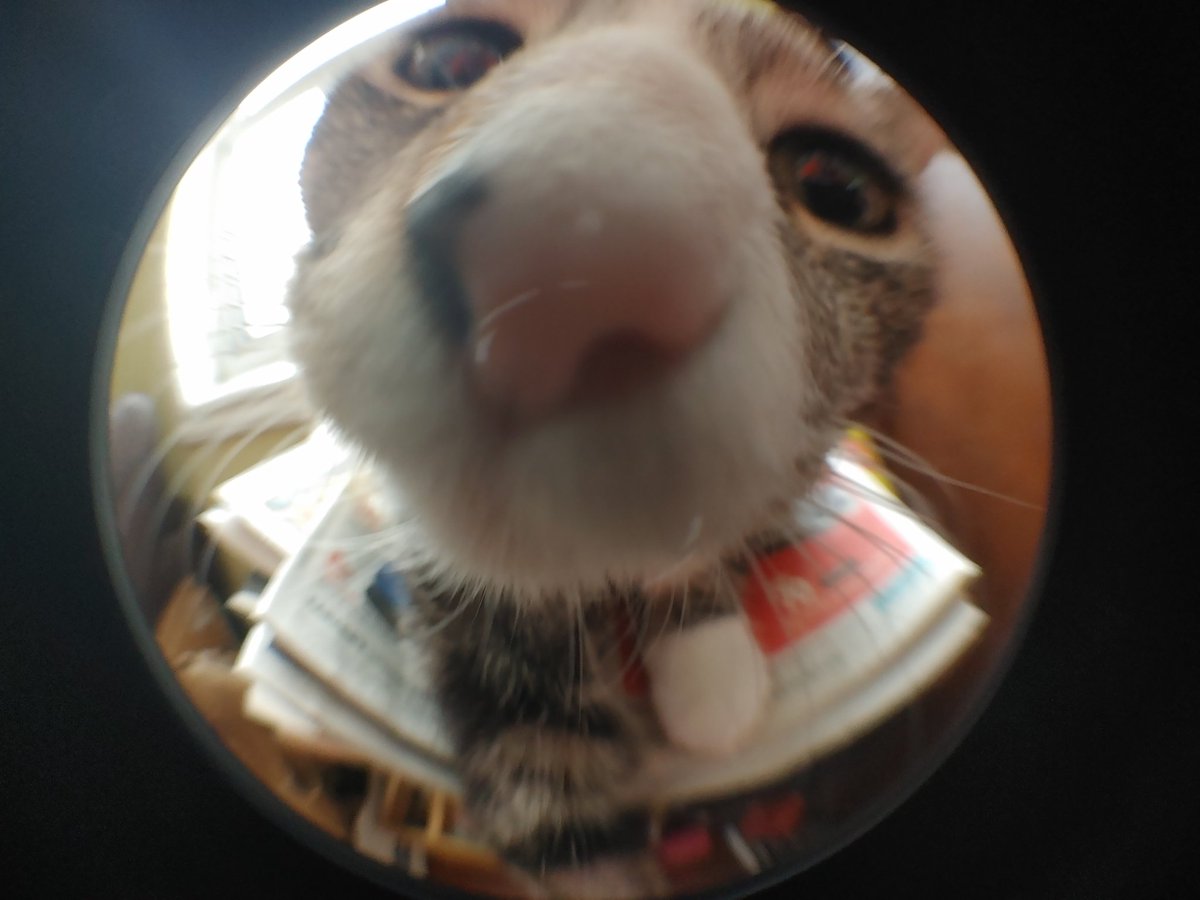 ScuffedSnurtle tweet media