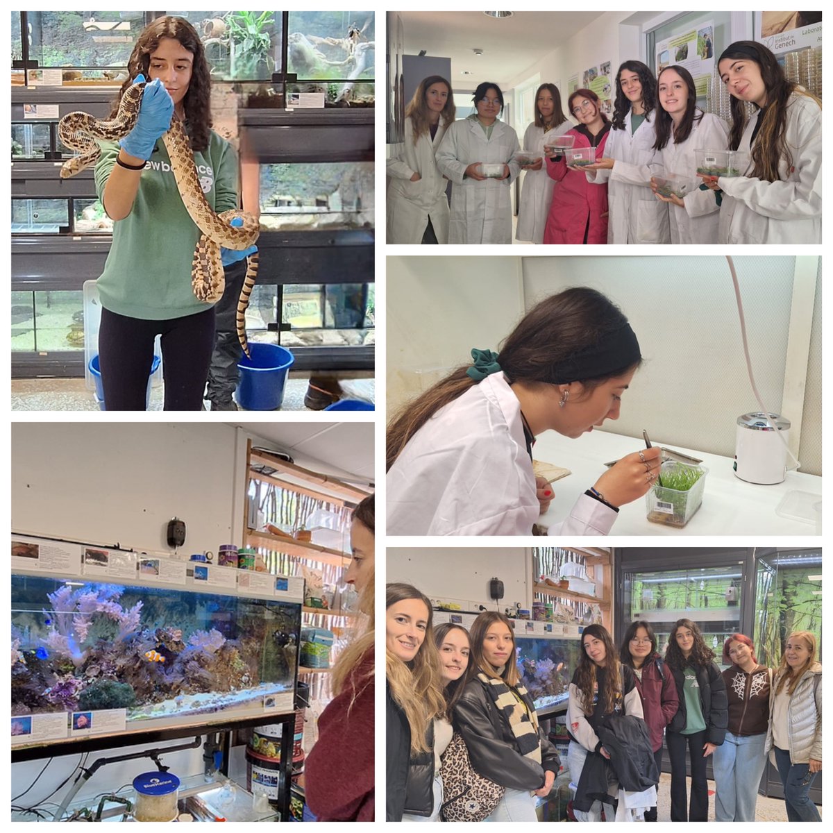 iesfuentesauco's tweet photo. Nuestras alumnas y profes siguen observando el @institutdegenech y sus instalaciones. Hoy, taller de "Iniciación al cultivo in vitro" y visita al animalario. #ErasmusCgreenC #Aprenderobservando otros institutos para mejorar el @iesfuentesauco  #CreandoECOcentro @sepiegob @educacy https://t.co/zEEqrxCwjZ