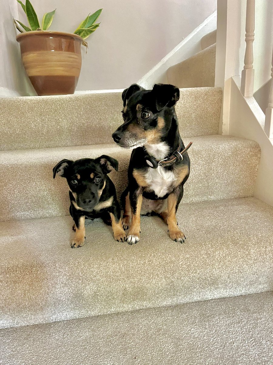 For perspective, my dog on the right is a mini Jack Russell. Yep, on the right