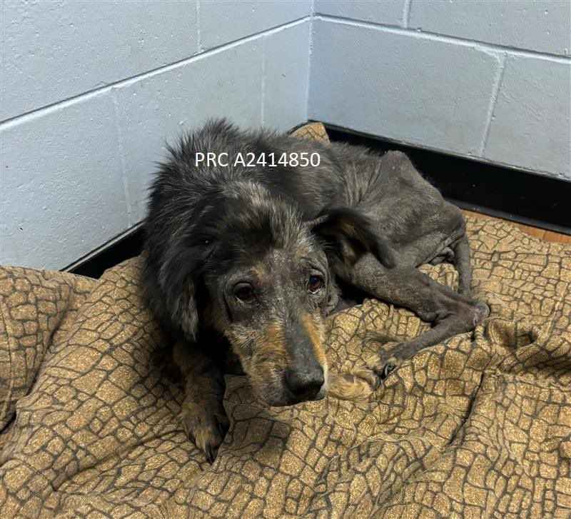 Disaster_Zones's tweet photo. ‼️#HurricaneHelene
“10/02/24 FOUND Thonotosassa FL - at Pet Resource Center #A2414850
Field pick up - 10000 block Ohio Ave Thonotosassa 33592 (near Jackson rd). Microchipped. Spayed Female - 12 years - 45 lbs. PRC 813 301 7387.”
#Thonotosassa #Florida https://t.co/7qOSkeHama