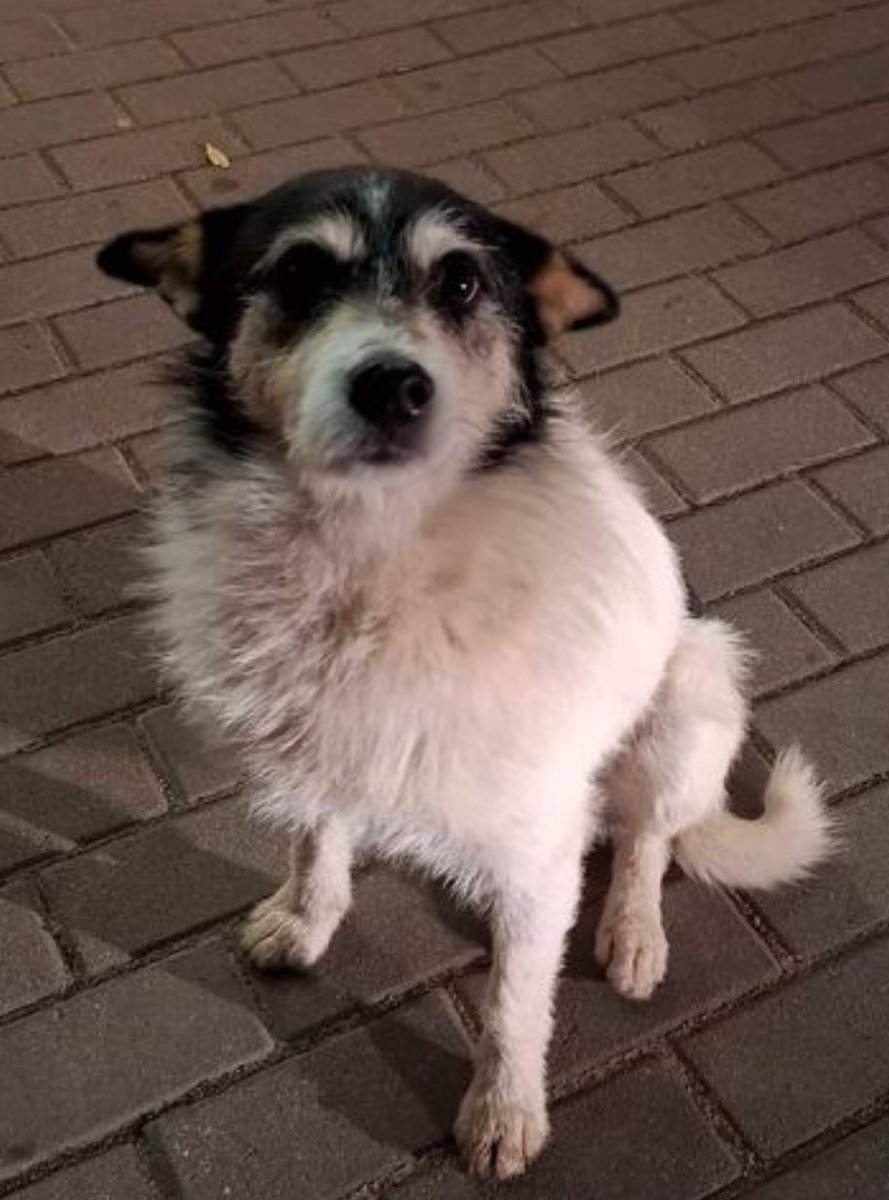 Dom na cito 🆘🆘🆘

taka kruszynka bezdomna💔💔💔