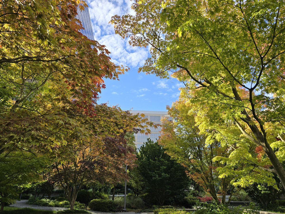 Bellevue, Washington State. 
🍁🍂🍁🍂🍁🍂🍁🍂