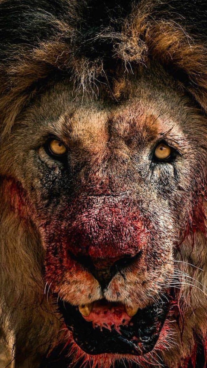 De Kuip Stadion, Rotterdam. May 26th, 1982.

Villa Park, Birmingham, 2nd October, 2024.

DO YOU STILL WANT TO BET AGAINST US?

WE'RE ASTON VILLA, THAT'S FUCKING WHO!!