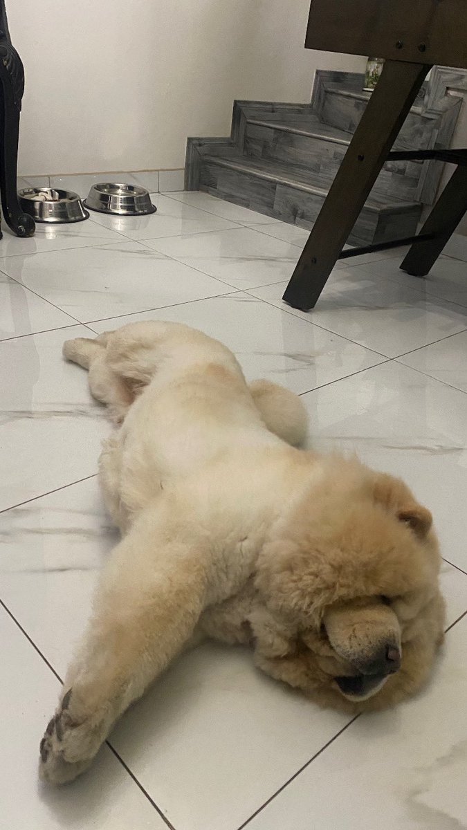 Catalan_GC's tweet photo. #ChowChow https://t.co/dwcchA2uby