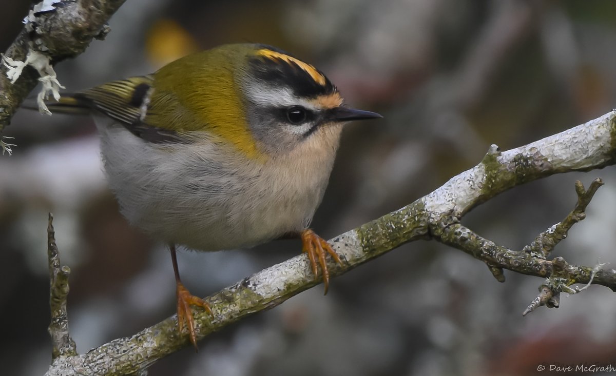 DavidMcGrath42's tweet image. Firecrest this evening Co.Cork 2/10/24
#Firecrest #cork