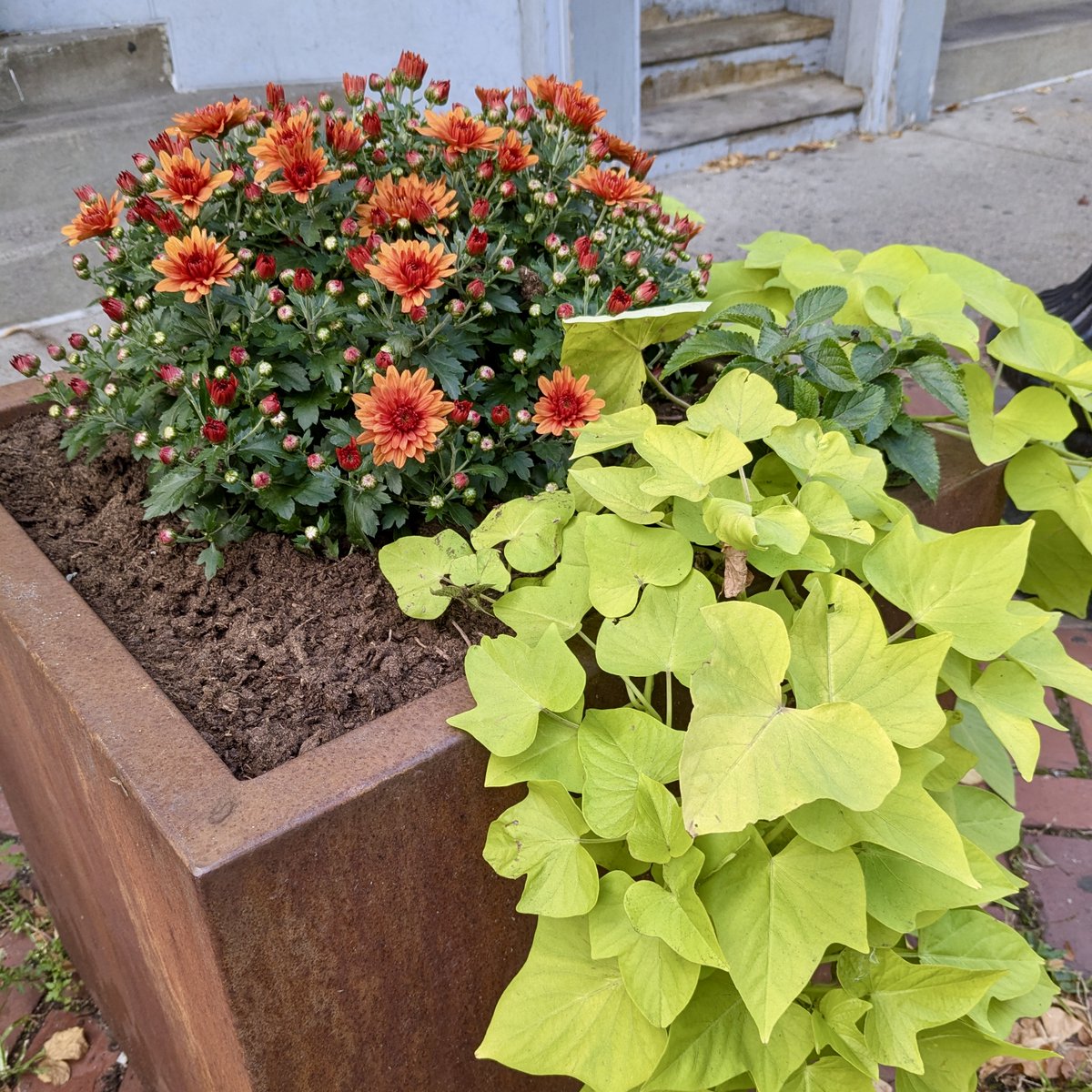 RosMainStreet's tweet photo. On Saturday, volunteers from our Design Committee planted mums in the planters on Poplar St. to get Roslindale looking festive for fall! Today, we filled the planters on Birch St. with mums to match! 

#ROSLove #Roslindale #boston https://t.co/nfkkDzd3j4