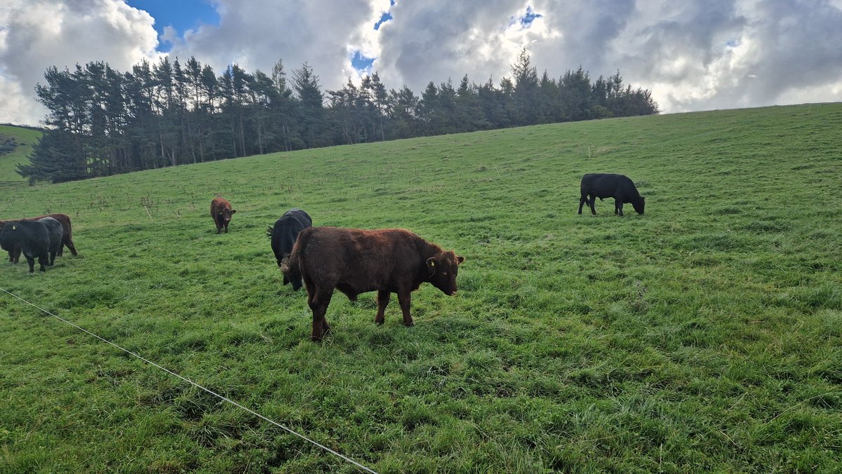 Edinvale Farm 🌱🐂 tweet media