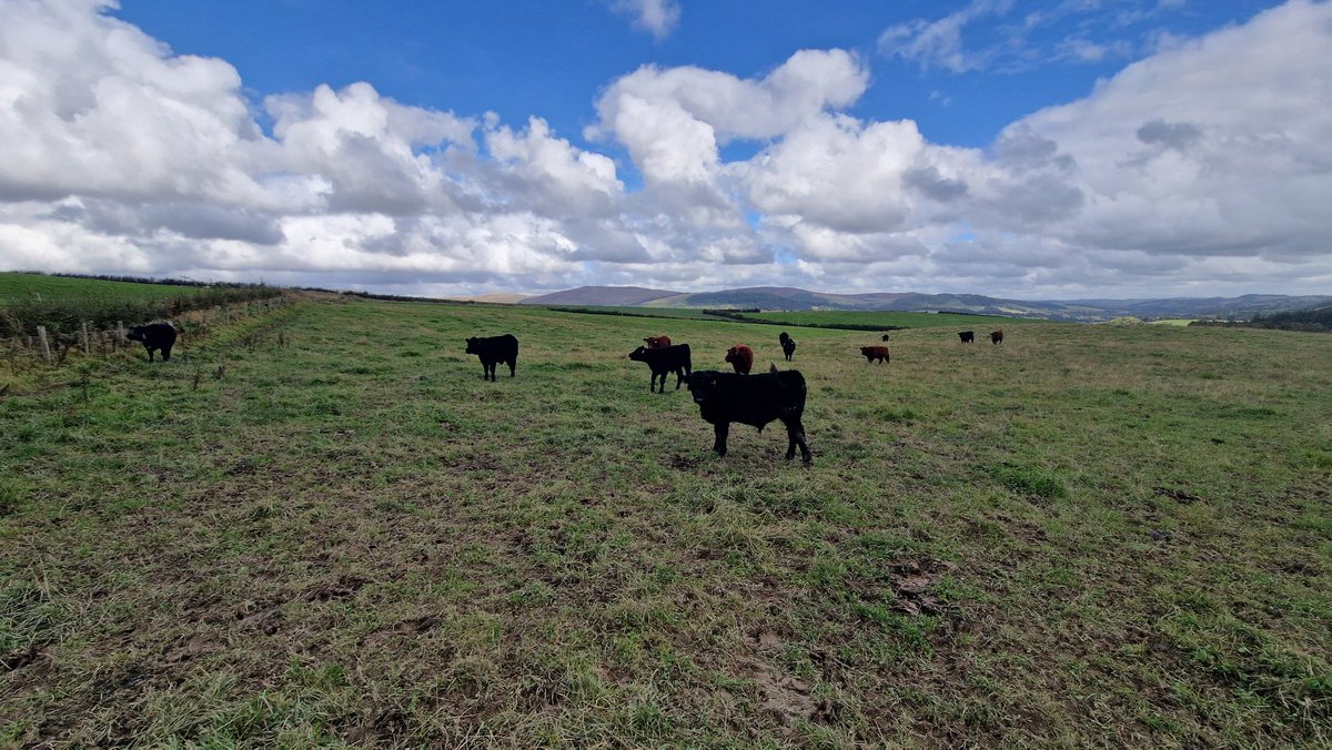 Edinvale Farm 🌱🐂 tweet media