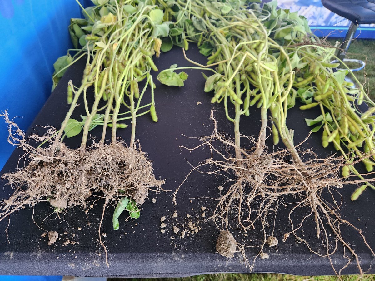 Exciting things are happening at DFL!
The @ecotea_tm Soil Health Discovery Project uses biological seed treatments (in soybeans) and in-furrow biological applications to demonstrate the benefit of diverse biology, plant resilience and the long-term benefits to soil health.