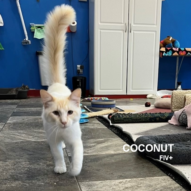 SNAPCats's tweet photo. WHITE CAT WEDNESDAY! Coconut is 4 years 2 months-old and a sweet, super friendly (kookie) cat that loves human attention. He’s the first kitty to greet you when you enter the room. Coconut can be combative with other cats, but mellows a bit once he gets to know them. #snapcats https://t.co/UEK7rPgjsI