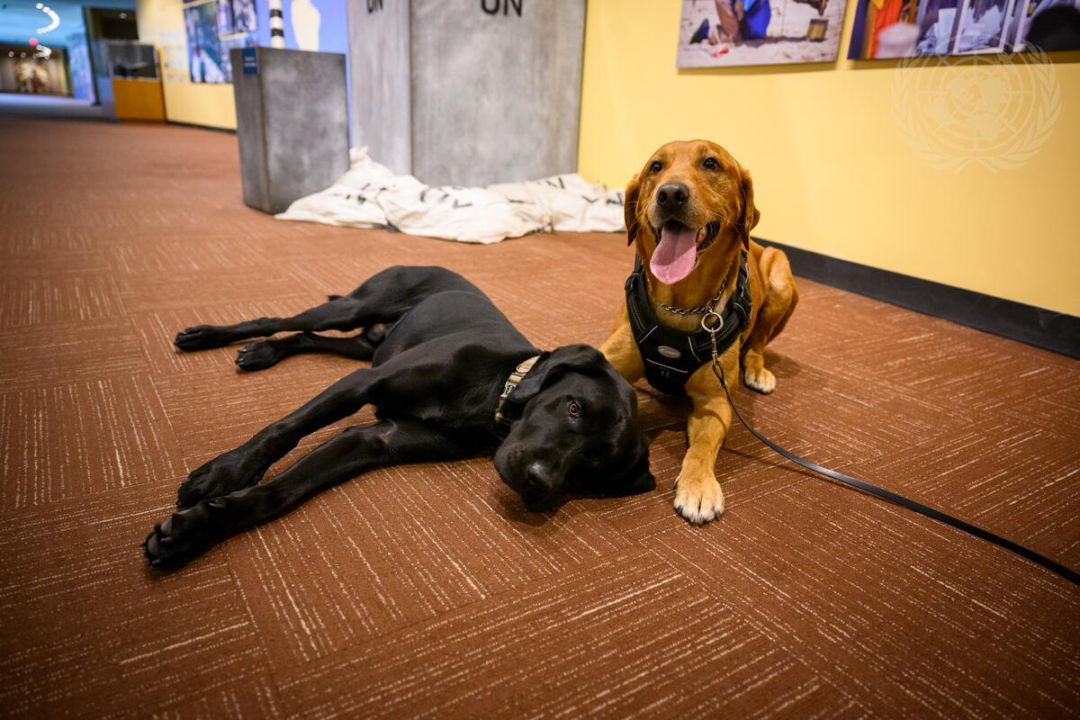 United Nations Photo (@un_photo) on Twitter photo UN <a href="/UNDSS/">UN Security</a> K-9 Unit members Tango and Nico rest after sweeping the Security Council Chamber ahead of a meeting. #UNSC
UN Photo/Loey Felipe UN <a href="/UNDSS/">UN Security</a> K-9 Unit members Tango and Nico rest after sweeping the Security Council Chamber ahead of a meeting. #UNSC
UN Photo/Loey Felipe