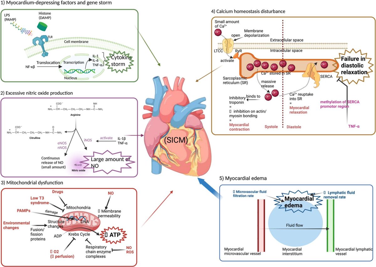 Journal of Molecular and Cellular Cardiology (@jmccardiology) on Twitter photo New review on Mechanisms of the septic heart: From inflammatory response to myocardial edema buff.ly/4eMo8Qx
#cardiomyopathy #sepsis #cardiac <a href="/k8weeks/">Dr Kate Weeks</a> @monikagladka @vagnozzirj New review on Mechanisms of the septic heart: From inflammatory response to myocardial edema buff.ly/4eMo8Qx
#cardiomyopathy #sepsis #cardiac <a href="/k8weeks/">Dr Kate Weeks</a> @monikagladka @vagnozzirj