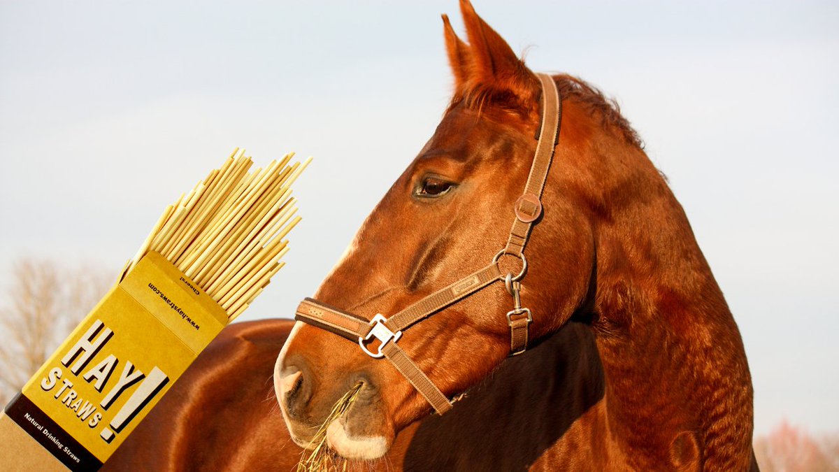 If horses could sip, they would choose HAY! Straws! 🐴🥤🌿 youtu.be/M15_G5yh3Z8 #HAYstraws #horses #farmtotable