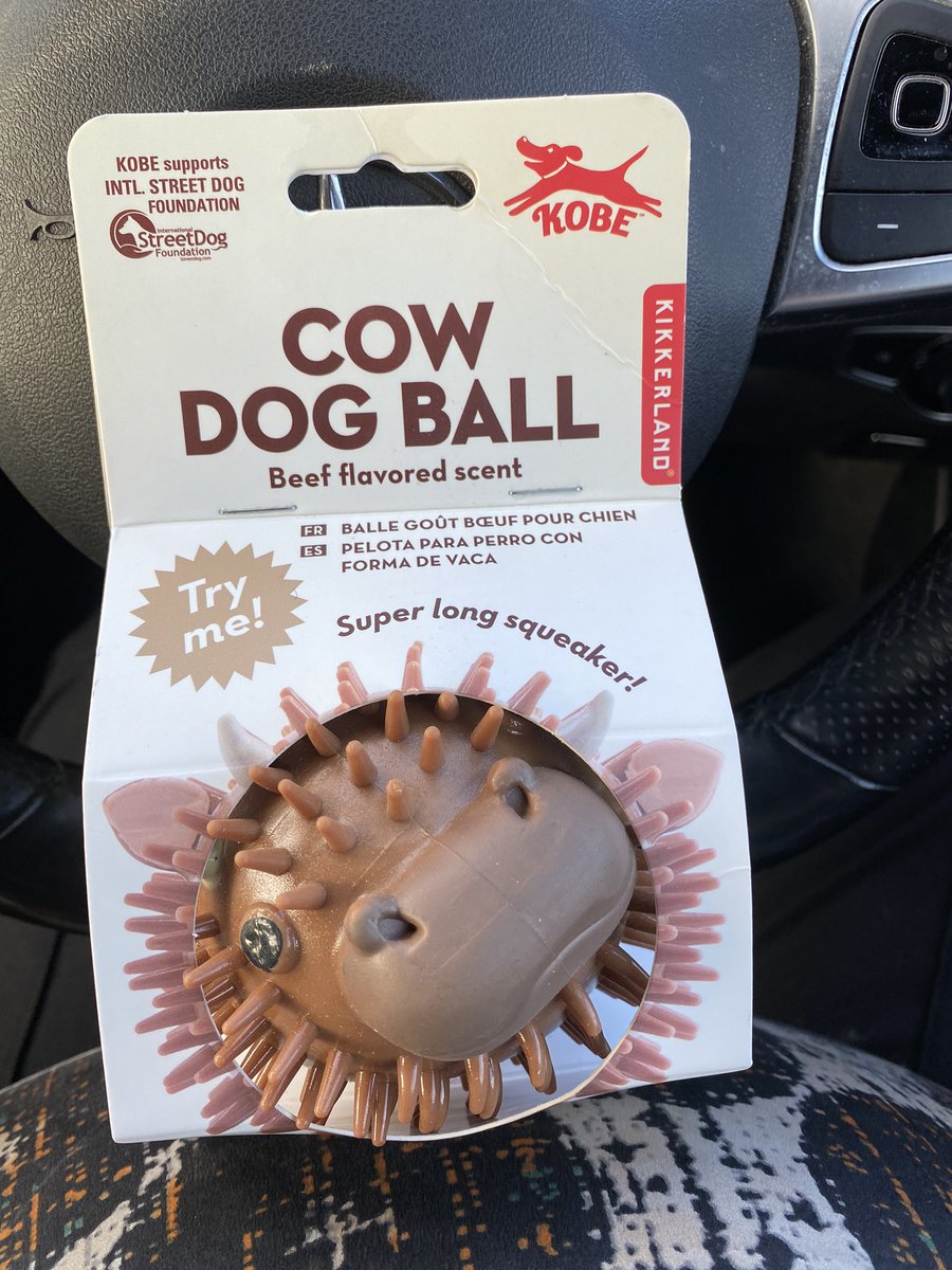 SpanielsSuper's tweet photo. Mum’s very kind friend bought Ronnie a beef scented spiky cow ball, she had seen it & thought it would be perfect for him #SoVeryKind
It smells amazing 🤩
I managed to snaffle it for a moment before mum reclaimed it & gave it back to Ronnie
#RonniesSpecialPresent https://t.co/sWqjerkT15
