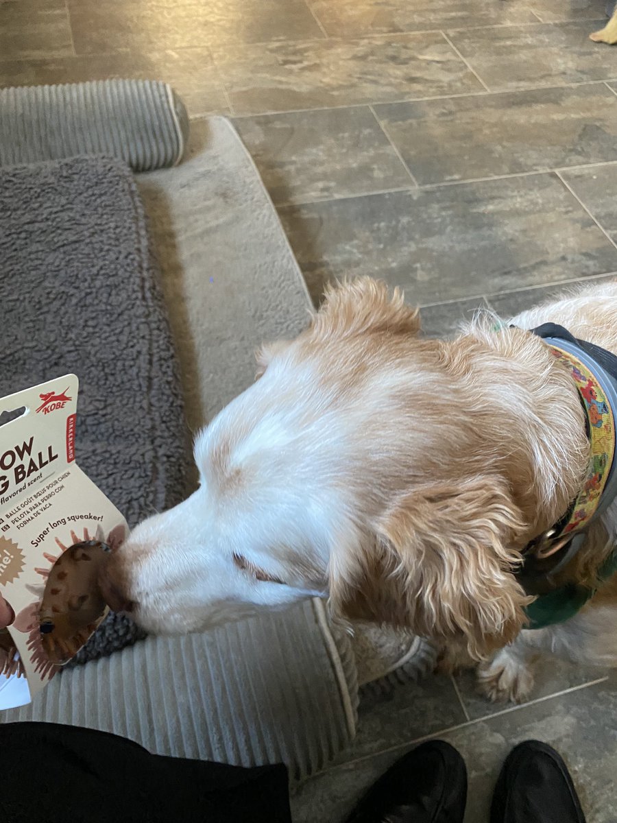 SpanielsSuper's tweet photo. Mum’s very kind friend bought Ronnie a beef scented spiky cow ball, she had seen it & thought it would be perfect for him #SoVeryKind
It smells amazing 🤩
I managed to snaffle it for a moment before mum reclaimed it & gave it back to Ronnie
#RonniesSpecialPresent https://t.co/sWqjerkT15