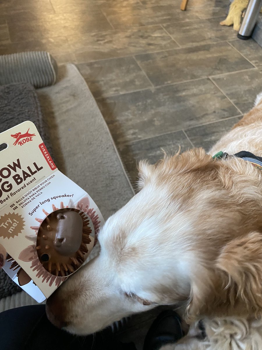 SpanielsSuper's tweet photo. Mum’s very kind friend bought Ronnie a beef scented spiky cow ball, she had seen it & thought it would be perfect for him #SoVeryKind
It smells amazing 🤩
I managed to snaffle it for a moment before mum reclaimed it & gave it back to Ronnie
#RonniesSpecialPresent https://t.co/sWqjerkT15