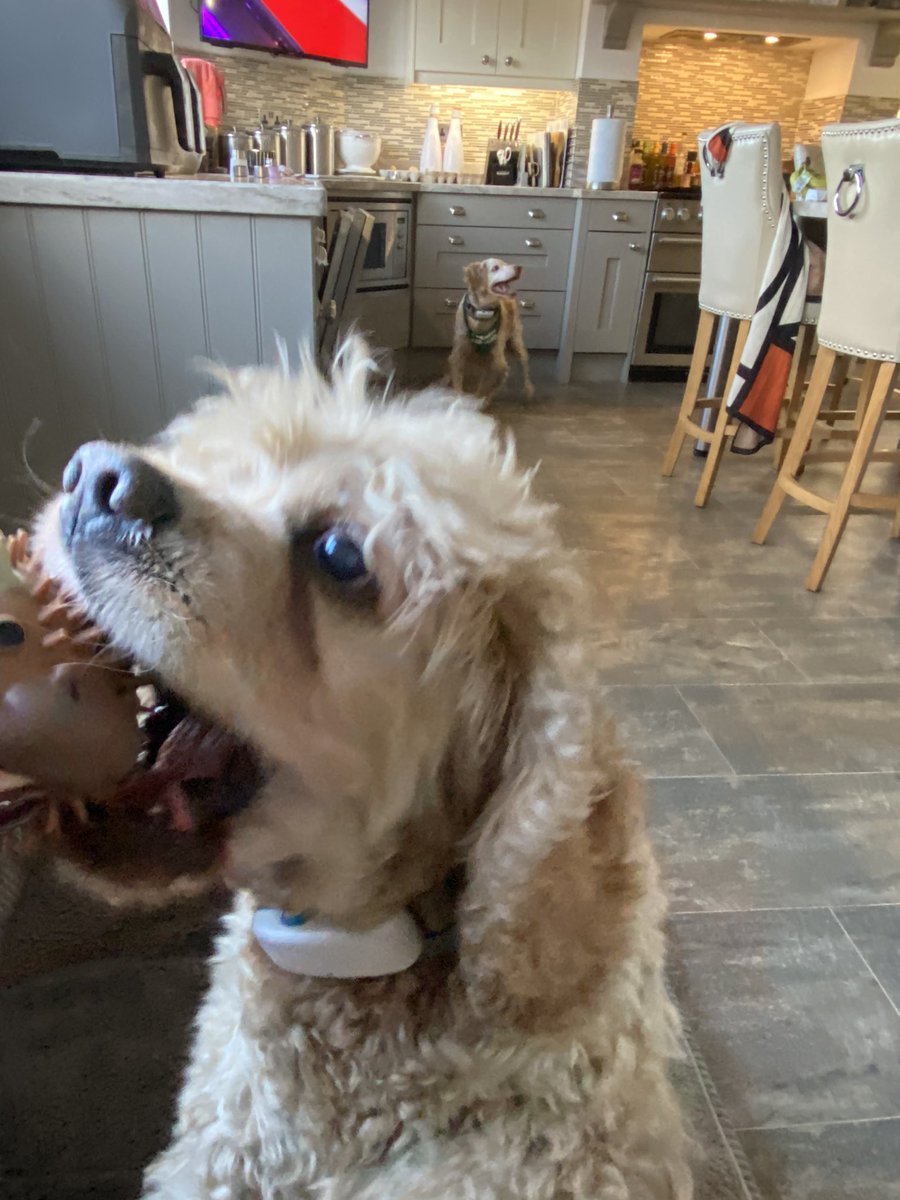 SpanielsSuper's tweet photo. Mum’s very kind friend bought Ronnie a beef scented spiky cow ball, she had seen it & thought it would be perfect for him #SoVeryKind
It smells amazing 🤩
I managed to snaffle it for a moment before mum reclaimed it & gave it back to Ronnie
#RonniesSpecialPresent https://t.co/sWqjerkT15