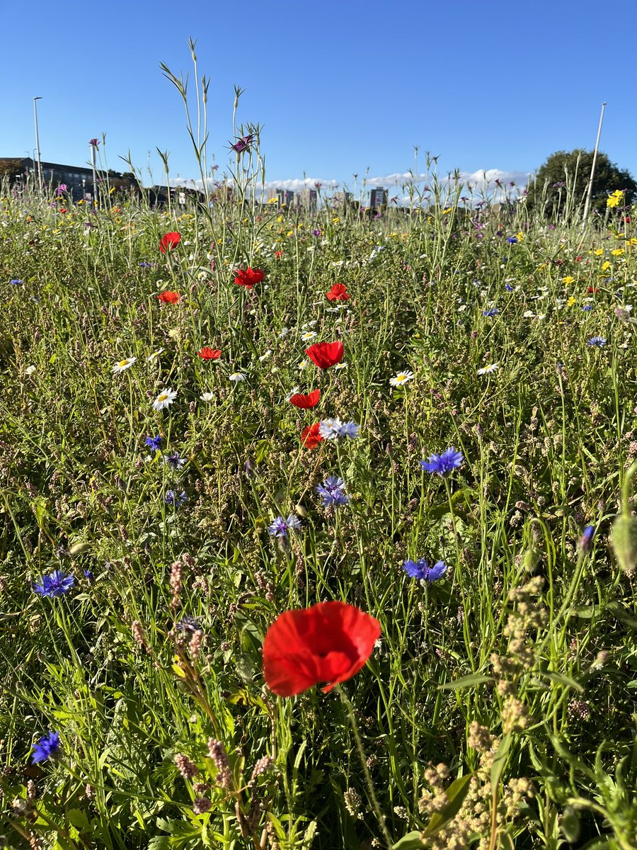 Been enjoying the late summer wildflower “meadow” outside the Science Teaching Hub <a href="/aberdeenuni/">University of Aberdeen</a> Makes me smile 😊 every time I walk past- and we had summer weather today too ☀️ 😎