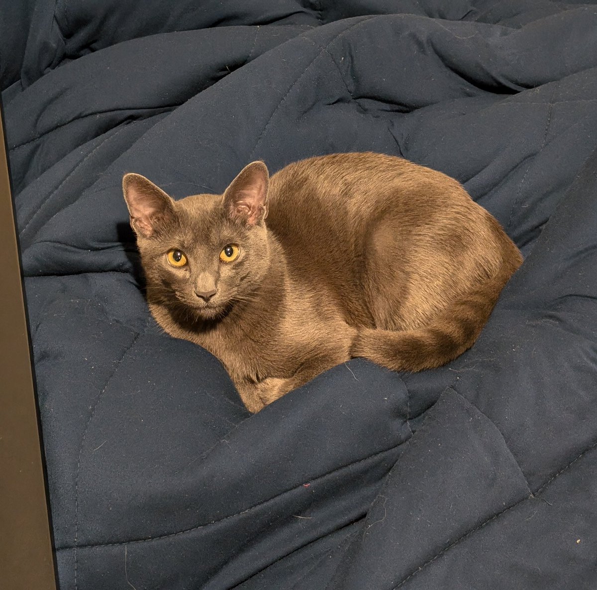 300 likes and I pat him on the head