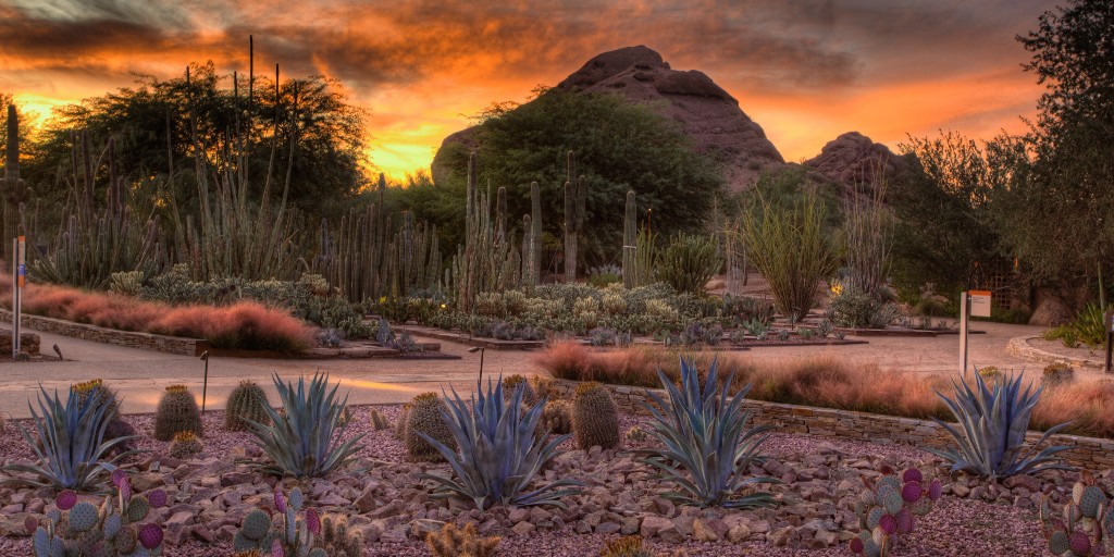 runwayGWCC's tweet photo. 🌵 Explore the beauty of Arizona’s diverse plant life. Bid on four passes to the stunning @dbgphx in the Silent Auction at Runway to Success on October 25, 2024.

🎟️ Purchase tickets today at https://t.co/uvL0PcffXQ.dbgphx https://t.co/4cXKd4Lwps