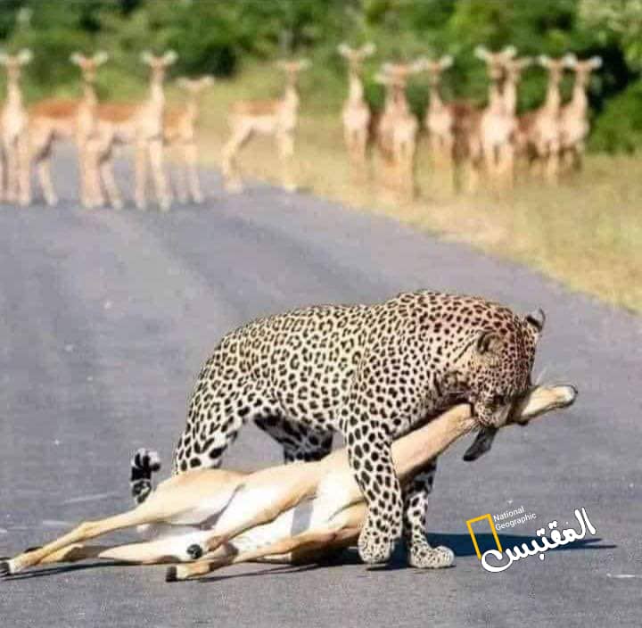 لحكام  العرب المطبعين و المستمتعين بالمشاهده 
لاتفرحو كثيراً سيأتيكم الدور ان لم تتحركو