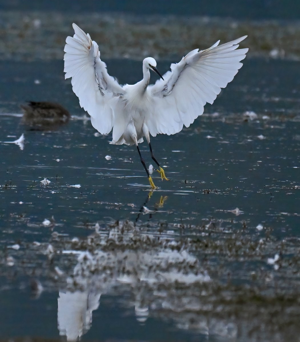 Landing Little Egret. 😍
 Looks like it's been wading through yellow paint... 😁🐦
 Good morning everyone! 👋
